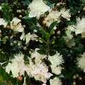 Myrtus communis fleur